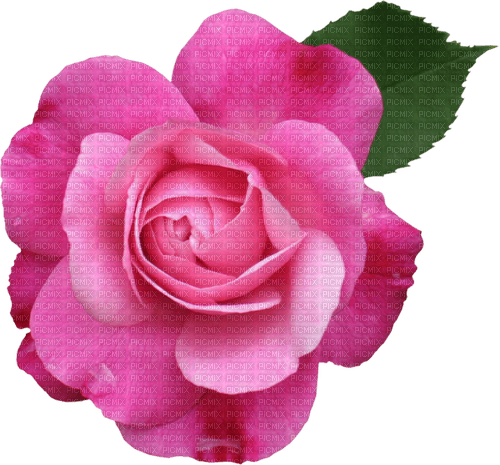 Rose.Pink - png gratis