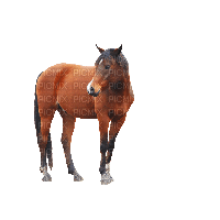 horse - δωρεάν png