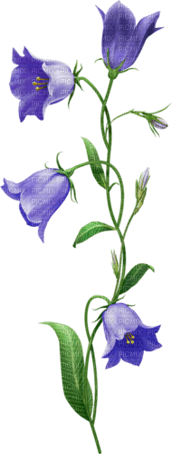 Flores - nemokama png