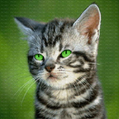 funny cat gif bg chat fond - Free animated GIF - PicMix