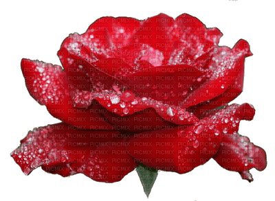 Flowers red rose bp - gratis png