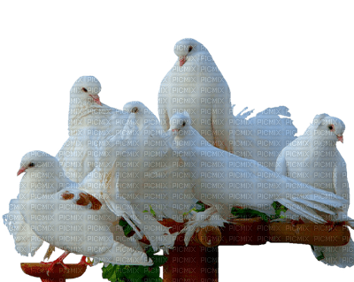 Kaz_Creations Birds Bird - бесплатно png