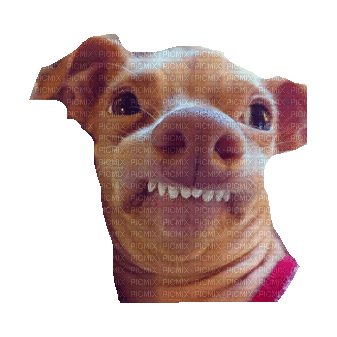 Funny Dog - Δωρεάν κινούμενο GIF