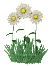 flowers gif katrin - Bezmaksas animēts GIF