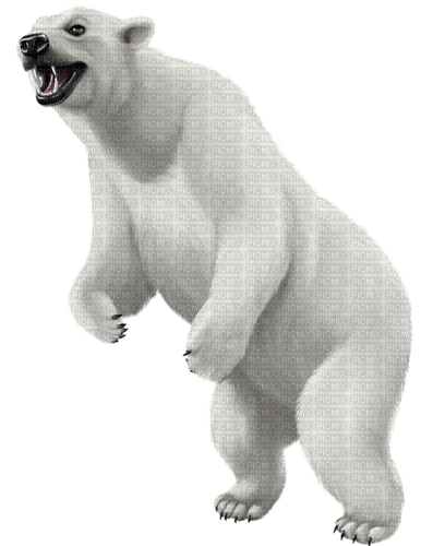 polar bear by nataliplus - ingyenes png