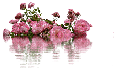 rosado - δωρεάν png