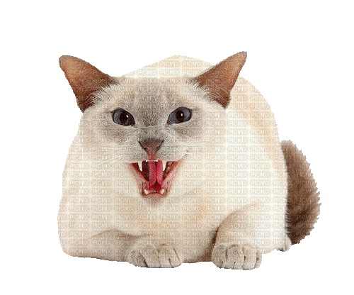 White Cat Hissing - 無料のアニメーション GIF