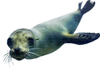 sea lion seal (created with gimp) - Gratis animerad GIF