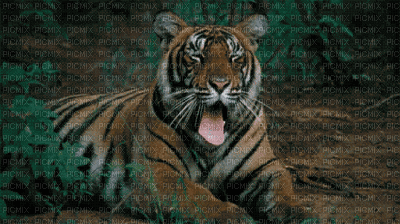 Tiger.Tigre.Landscape.gif.Victoriabea - Бесплатный анимированный гифка