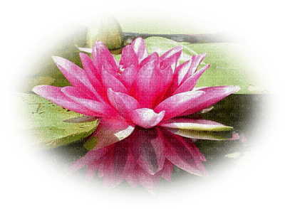 lotus flowers bp - besplatni png