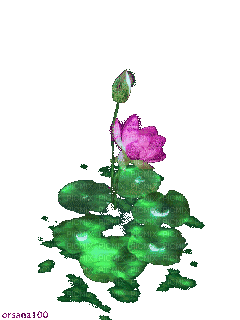 цветы - Ingyenes animált GIF