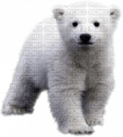 ice polar bear - png gratuito