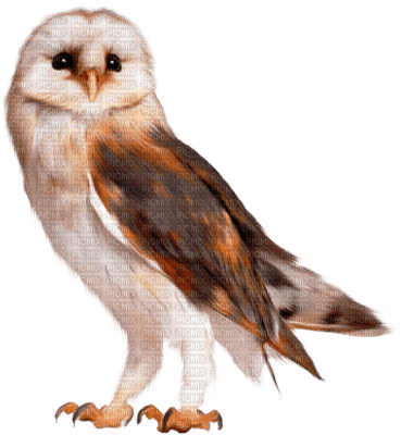 Kaz_Creations Deco Birds Bird Owl - png gratis