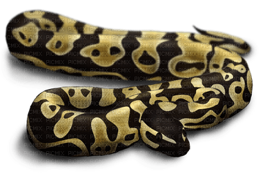 snake - png grátis
