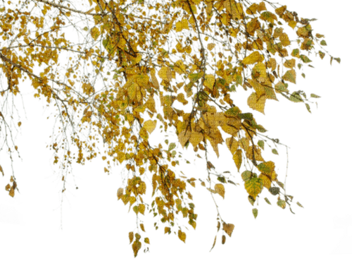 leaves fall autumn feuille leaf branch - ücretsiz png