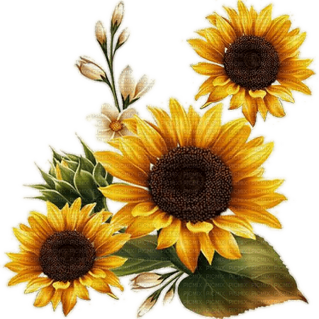 Herbst, Sonnenblumen, Flowers, Autumn - 免费PNG