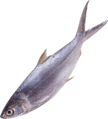 Kaz_Creations Fish - PNG gratuit