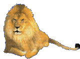aze lion - GIF animado gratis