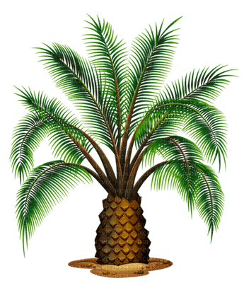 Palmtree - ücretsiz png