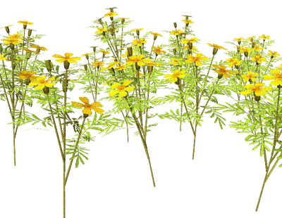 flowers anastasia - gratis png