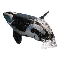 orca - darmowe png