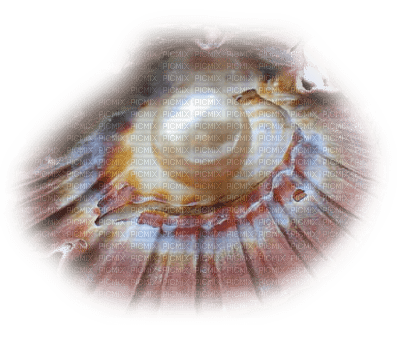 Tube Coquillage - zdarma png