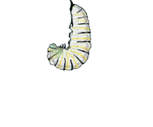 kukla motýla - Gratis animerad GIF