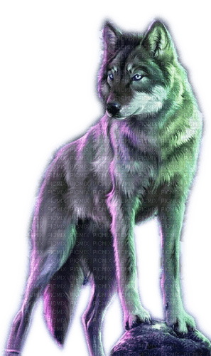 Rena grey Wolf Animal Tier - zdarma png