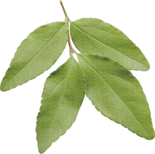 Blätter - besplatni png