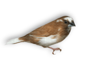 Oiseau - darmowe png