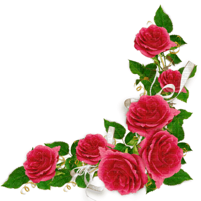 roses - zdarma png