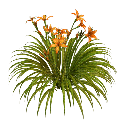 Flores anaranjadas - PNG gratuit