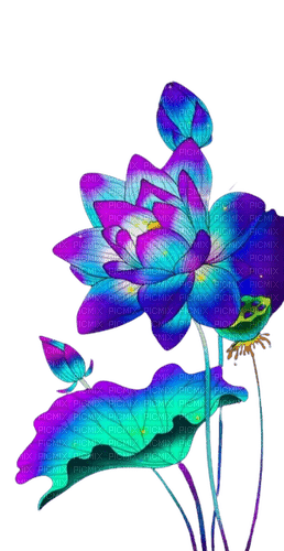 fior di loto blu notte - png grátis