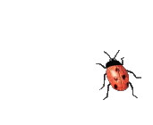 ladybug bp - GIF animate gratis