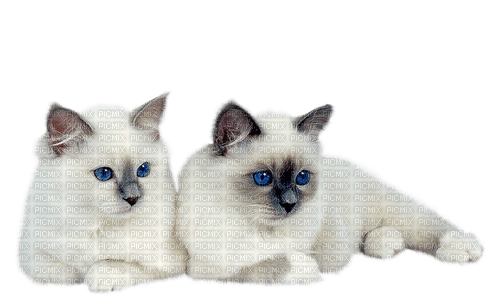 MMarcia gato siames chat cat - gratis png