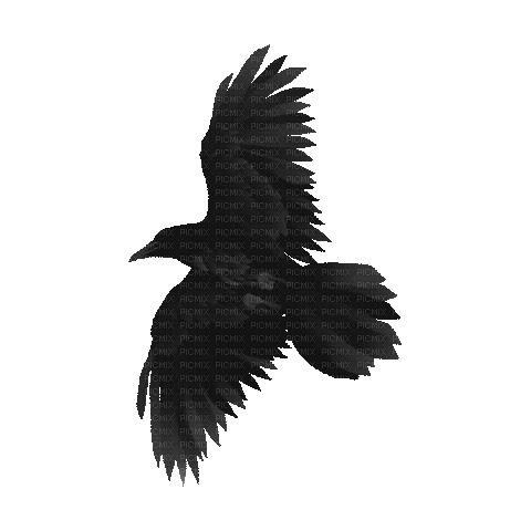 animals crow nancysaey - Zdarma animovaný GIF
