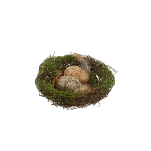 nest - 無料png
