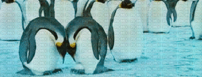 pingouin amour love neige - GIF เคลื่อนไหวฟรี