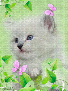 cat - Gratis animeret GIF