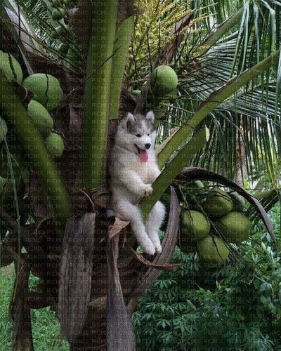 coco on a tree - nemokama png