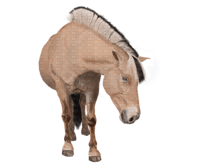 hevonen, horse, domestic animal - nemokama png