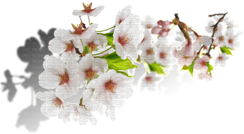 Cherry Blossom - фрее пнг
