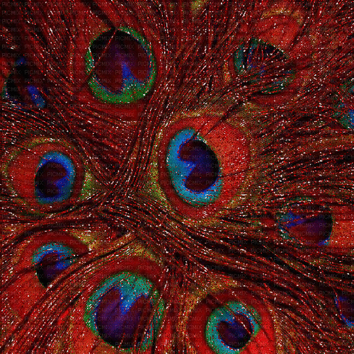 Red Peacock Feathers gif, red , glitter , peacock , feathers , background ,  gif - Free animated GIF - PicMix