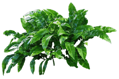 plants katrin - zdarma png