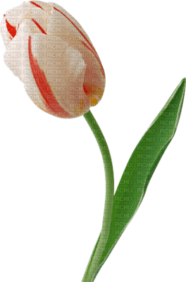 Kaz_Creations Deco Flowers Tulips Flower - безплатен png