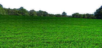 Gras - Kostenlose animierte GIFs