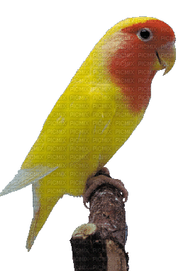patymirabelle perroquets - GIF animado grátis