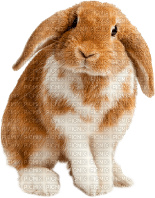 Lapin.S - 免费PNG
