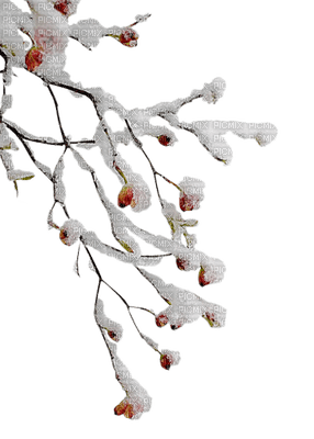 Kaz_Creations Branch Winter - PNG gratuit
