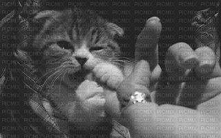 cat laurachan - Ingyenes animált GIF